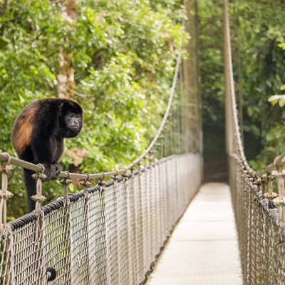 Natural-History-Walk-Mistico-Park-Arenal Natural-History-Walk-Mistico-Park-Arenal