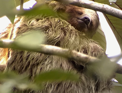 Sloth Tour Costa Rica