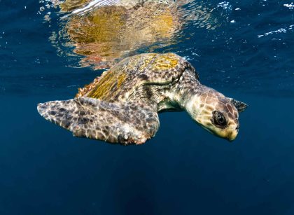 Sea turtle swimming in Costa Rica ocean during nature and eco tour